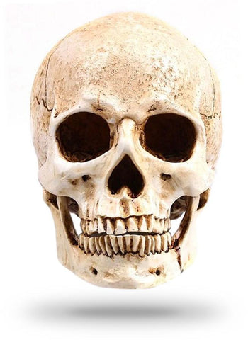 Crâne Blanc Décoration